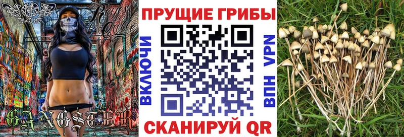 ОМГ ОМГ ССЫЛКА где купить Новый Оскол Псилоцибиновые грибы ЛСД
